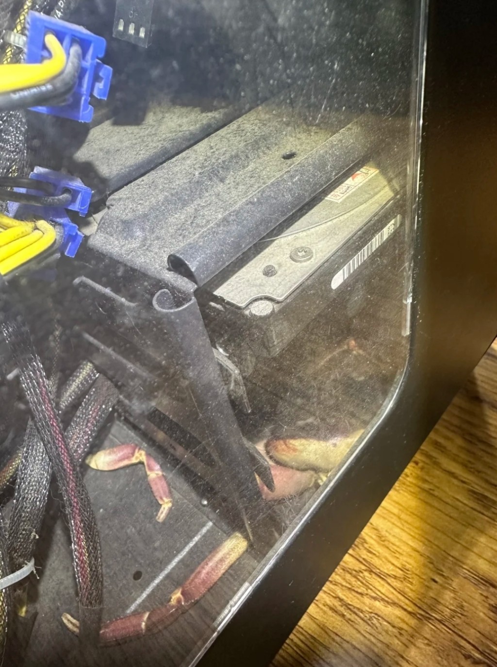 寵物螃蟹「突然從房間失蹤」怎麼找都找不到　3年後「突然現身了」主人傻住：怎麼在這