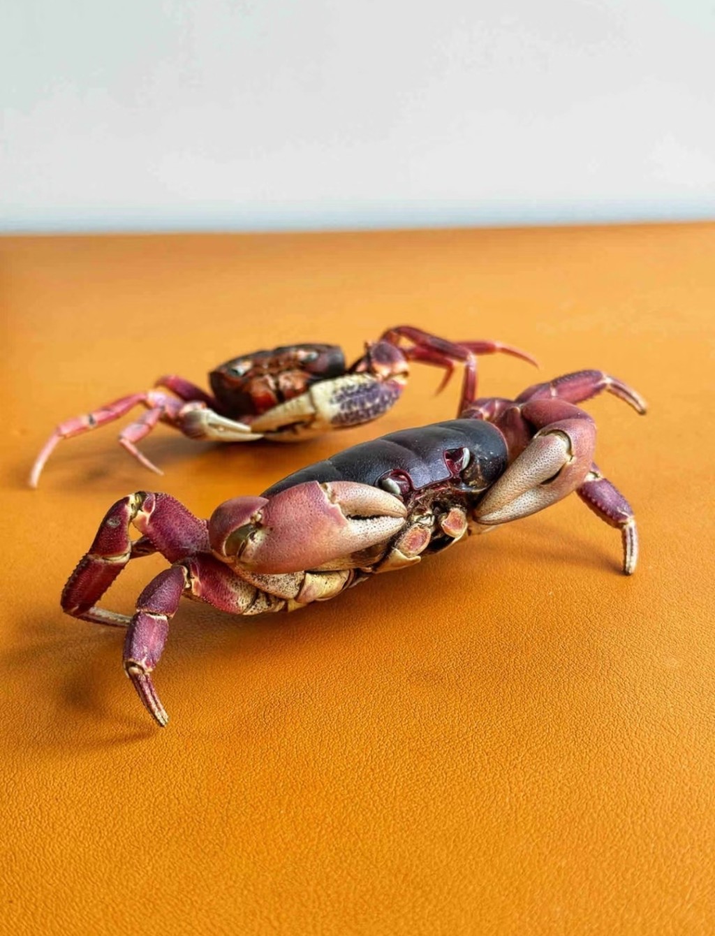 寵物螃蟹「突然從房間失蹤」怎麼找都找不到　3年後「突然現身了」主人傻住：怎麼在這