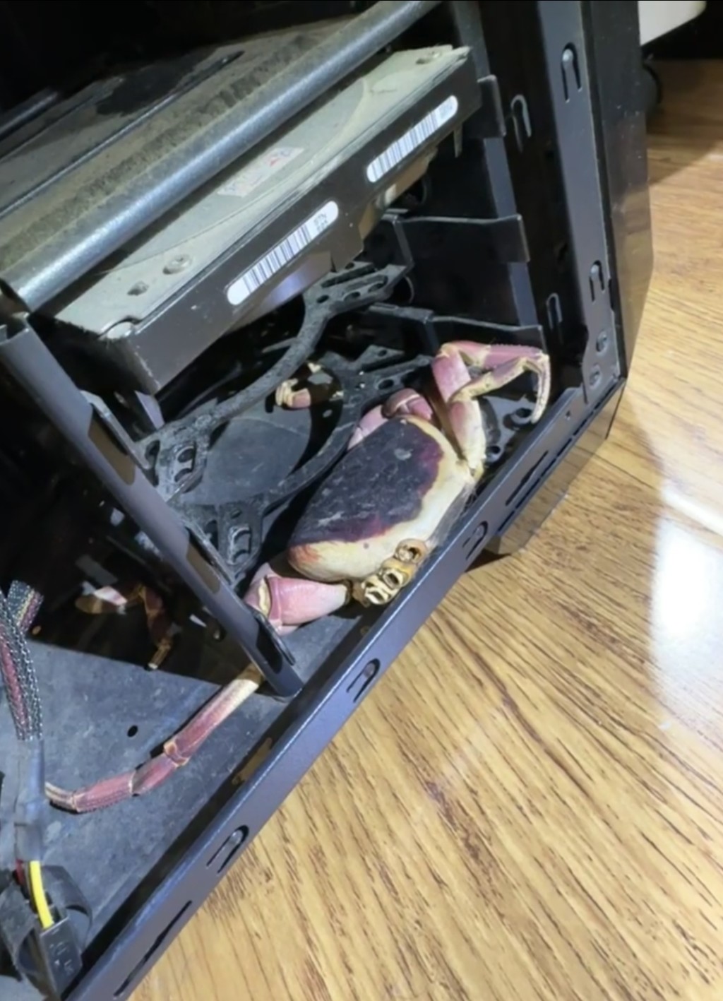 寵物螃蟹「突然從房間失蹤」怎麼找都找不到　3年後「突然現身了」主人傻住：怎麼在這