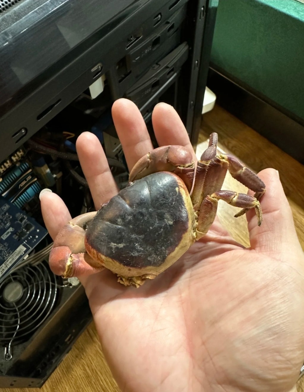 寵物螃蟹「突然從房間失蹤」怎麼找都找不到　3年後「突然現身了」主人傻住：怎麼在這