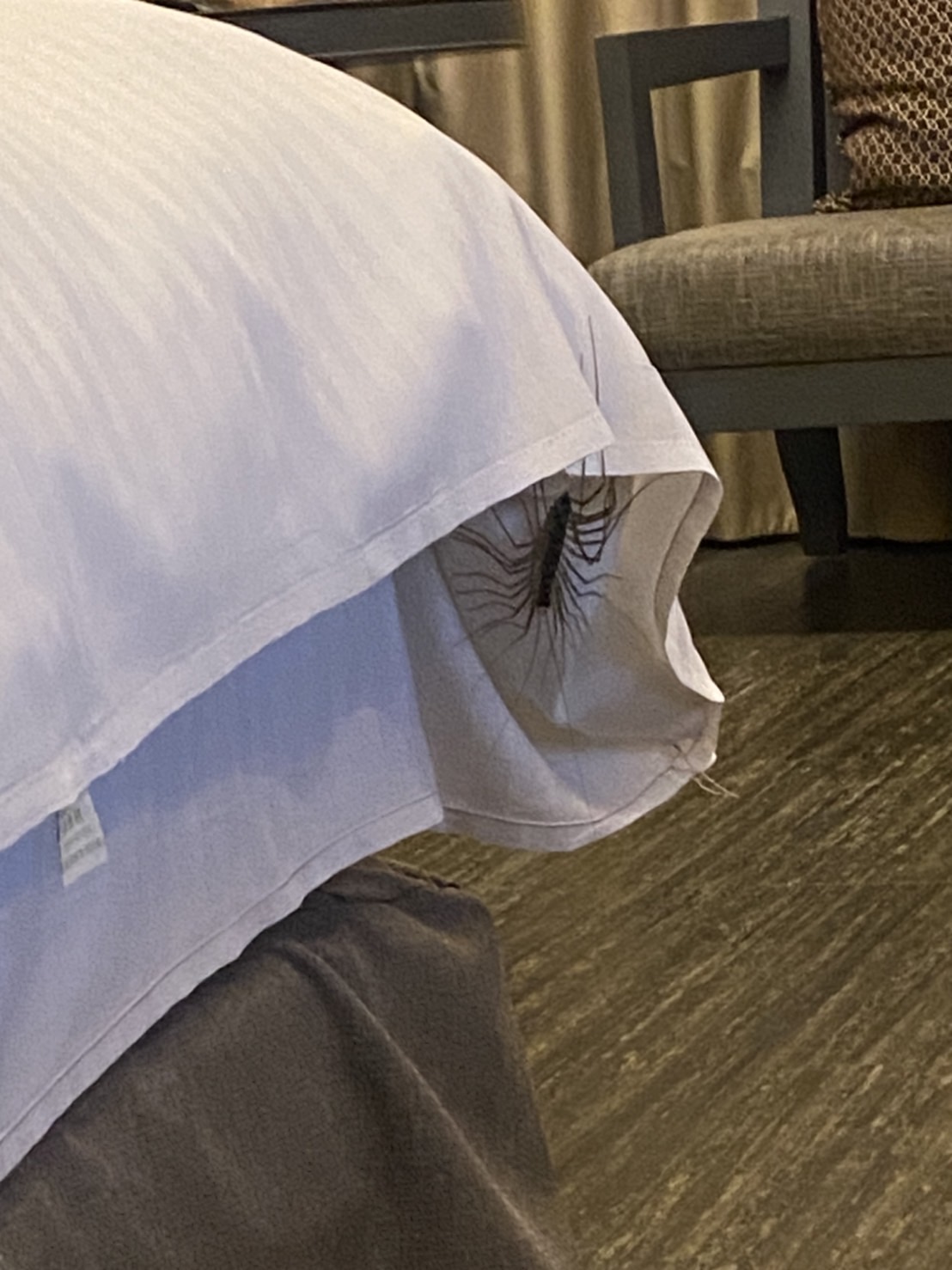 有怪物！飯店驚見「30隻腳怪蟲」高速爬行　小情侶嚇到「從床上跳起來」網笑：免擔心啦