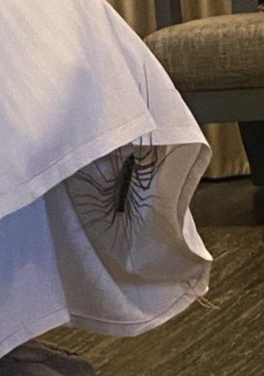 有怪物！飯店驚見「30隻腳怪蟲」高速爬行　小情侶嚇到「從床上跳起來」網笑：免擔心啦