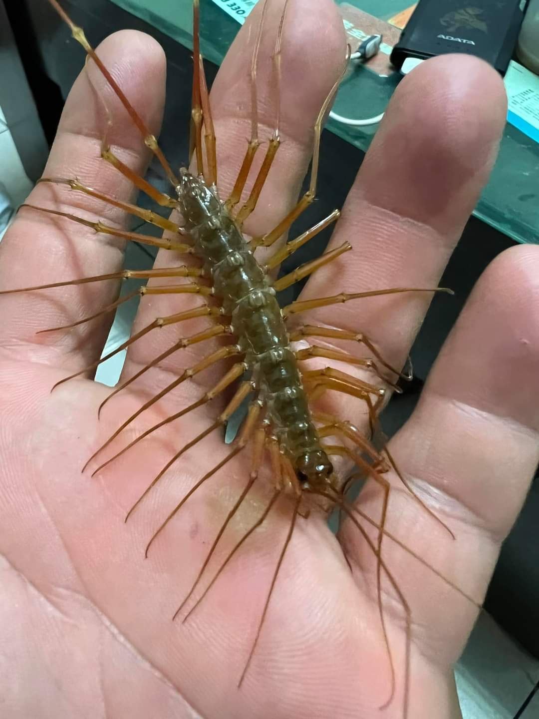 有怪物！飯店驚見「30隻腳怪蟲」高速爬行　小情侶嚇到「從床上跳起來」網笑：免擔心啦