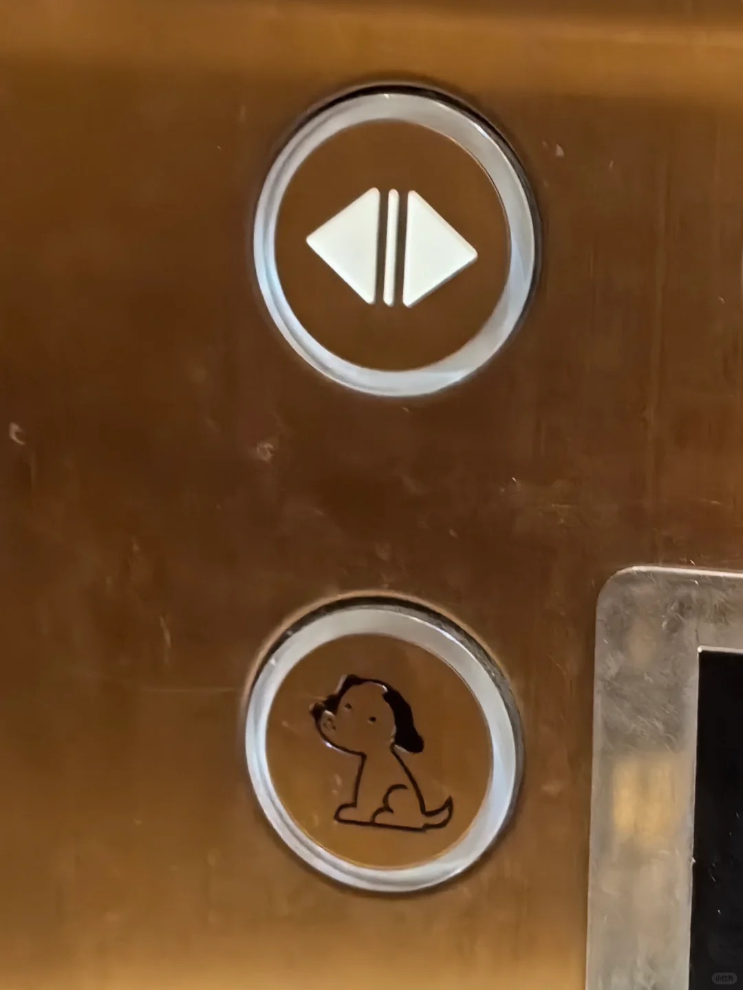 大樓電梯出現「可愛狗狗按鈕」究竟有什麼用意? 內行曝用途「根本超貼心設計」