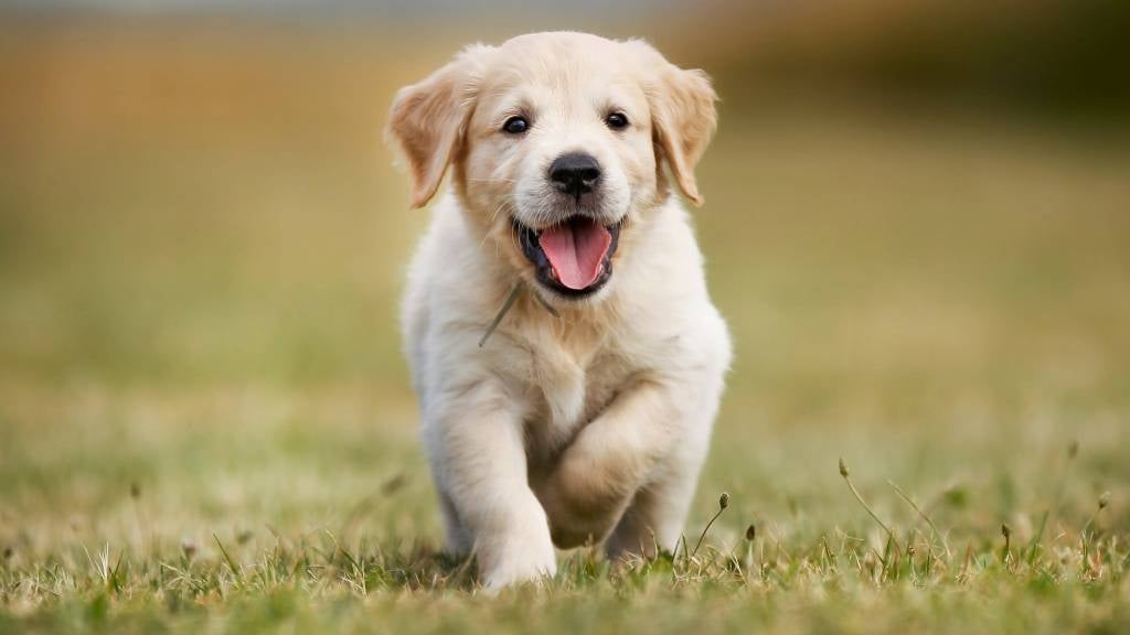 大樓電梯出現「可愛狗狗按鈕」究竟有什麼用意? 內行曝用途「根本超貼心設計」