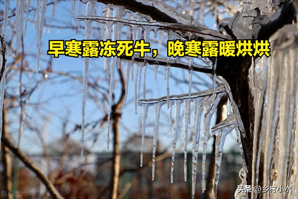 寒露來臨！農諺揭秘「早寒露凍死牛，晚寒露暖烘烘」 今年冬季冷暖預測