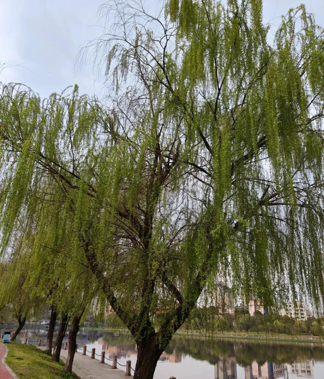 風水智慧揭秘：這6種樹再愛也別種院子裡，科學原因讓人驚呆！