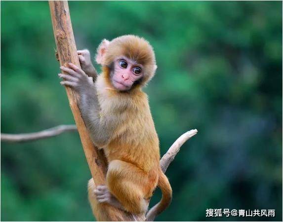 命運揭密：1968年屬猴人的黃金七年，天機不可洩露！