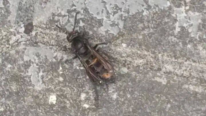 鄰居在頂樓「曬一排排肉乾」　沒多久「她掀開被子」嚇到頭皮發麻