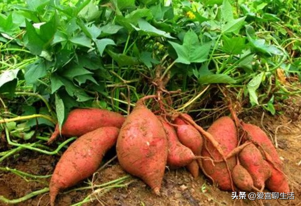 11/７立冬到！牢記「1不過2不宜3不做」吃4樣　補充陽氣：安康順利過冬天