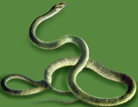 好運纏身一輩子!「3生肖女」和老公越吵越親 「是賢妻良母」帶旺全家財運