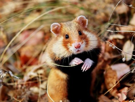 表面上很關心！實際「控制老婆自由」的4大生肖男　第1名「寸步不離」心思超敏感