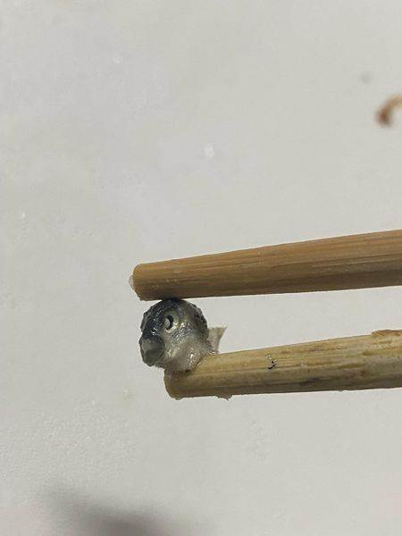 他發現便當裡的小魚乾「有一隻與眾不同」！仔細看當場嚇傻「肚子已經開始痛了」