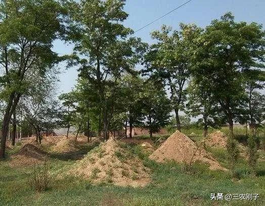 俗語：「掃墓三不動，一動窮三代」三不動指的是什麼？關乎「家族命運」不可不知