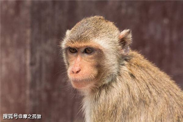 警報！2025年恐有「官司纏身」的4大生肖　盡量「不要意氣用事」否則有牢獄之災
