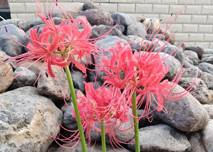 陰花不能進陽宅！「5種花」再喜歡也不能養　會「破財招災」若有快挪走