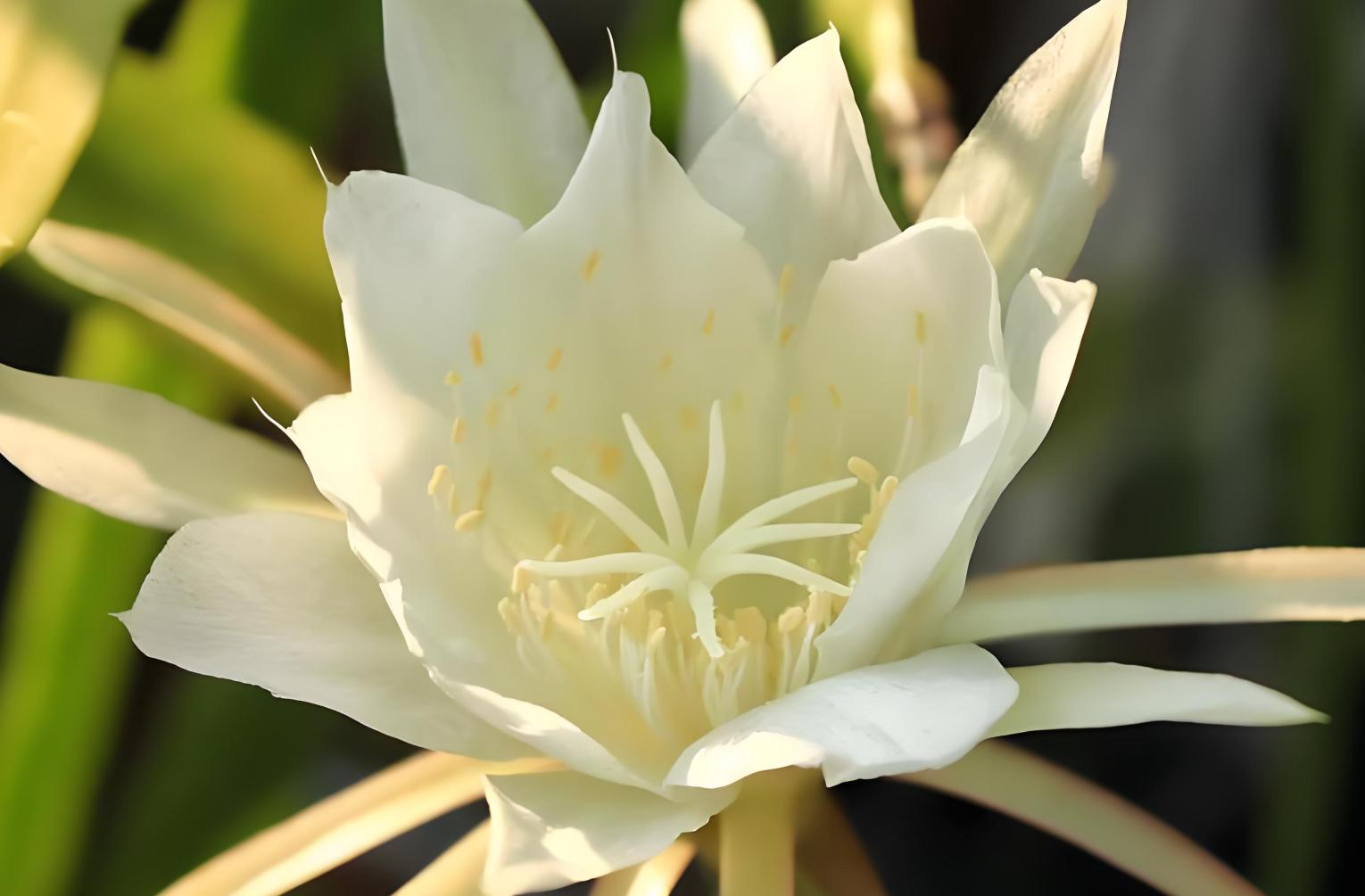 陰花不能進陽宅！「5種花」再喜歡也不能養　會「破財招災」若有快挪走