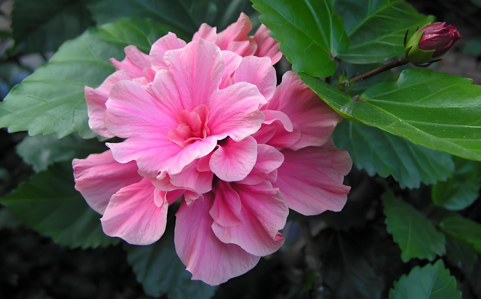陰花不能進陽宅！「5種花」再喜歡也不能養　會「破財招災」若有快挪走
