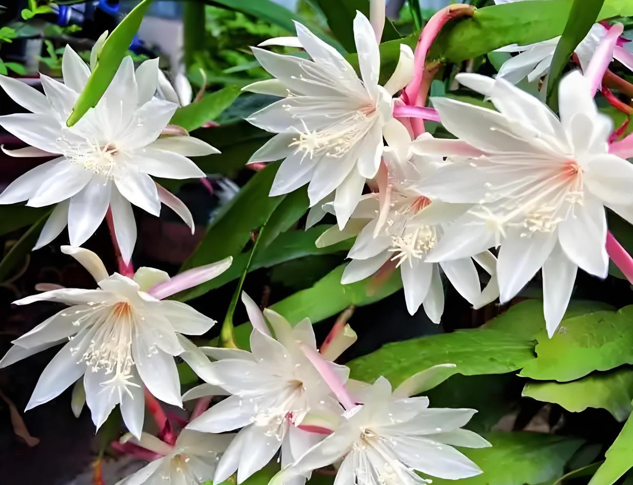 陰花不能進陽宅！「5種花」再喜歡也不能養　會「破財招災」若有快挪走