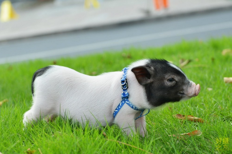 女生要當心！有錢了「最容易變心」的4大生肖男　誰嫁誰後悔