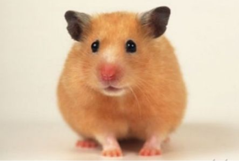 女生要當心！有錢了「最容易變心」的4大生肖男　誰嫁誰後悔