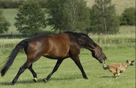 磁場相配!屬狗人和「3生肖在一起」財運最好 強強聯合「3代都有錢花」