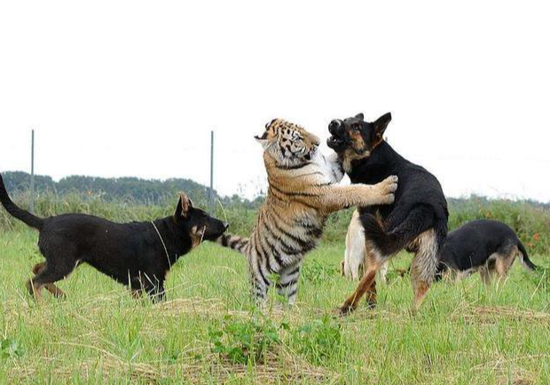 磁場相配!屬狗人和「3生肖在一起」財運最好 強強聯合「3代都有錢花」