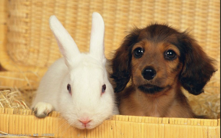 磁場相配!屬狗人和「3生肖在一起」財運最好 強強聯合「3代都有錢花」