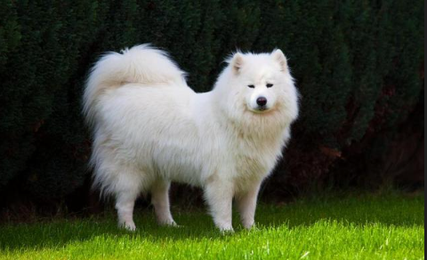 磁場相配!屬狗人和「3生肖在一起」財運最好 強強聯合「3代都有錢花」