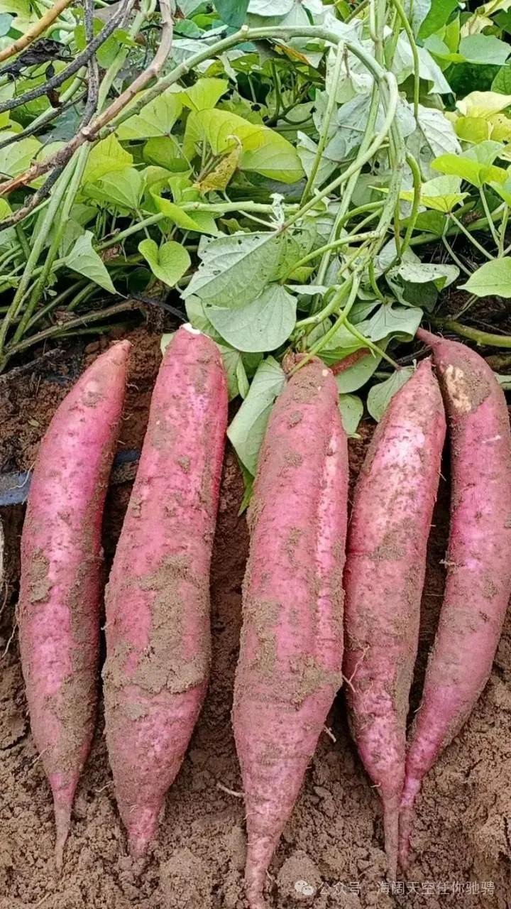 ​好吃又健康！冬天必吃「10大高鉀食物」 　吃了對腸胃好：防中風