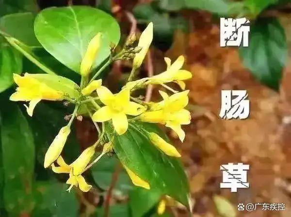 自行買藥材補身體！驚傳老人「煲湯喝出事」送醫不治　警方一查「臉色大變」：不死也重傷