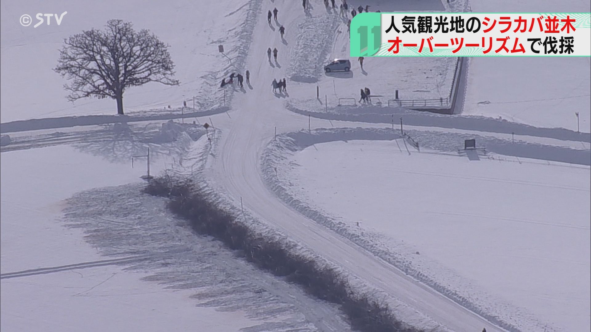 冬天必看美景沒了！日本知名景點「遊客拍照太擾人」居民氣炸　當地政府「絕美白樺樹全砍光」