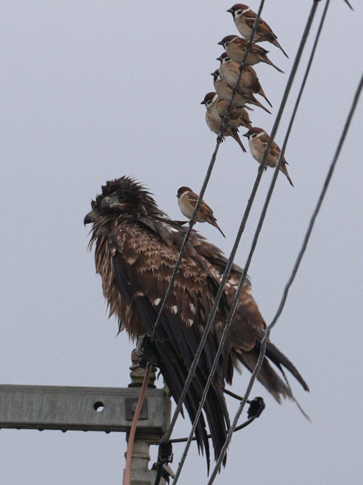 街頭大哥與小弟的奇遇！麻雀與「巨型黑鳶」同框驚呆網友　稀有保育類現身引熱議