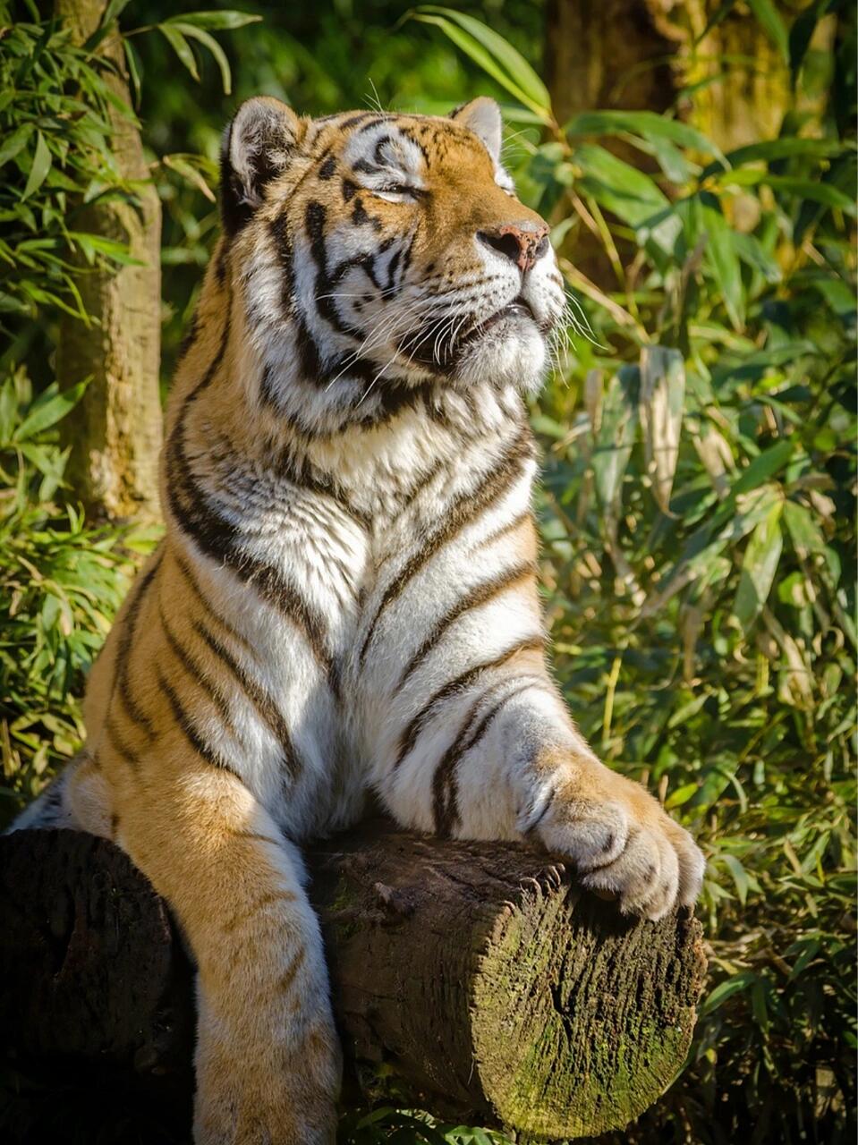 從今日起！生肖虎「你要大喜臨頭」接福了　「財富星降臨」會旺一整年
