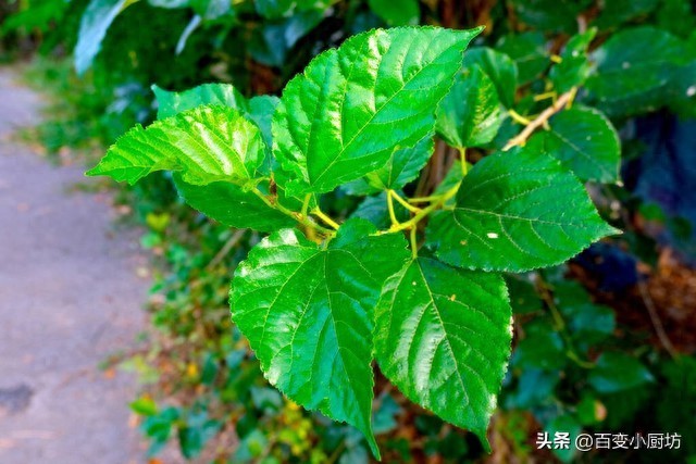 好多人不知！「這三苦食物」是三高剋星　每天吃點「心血管乾凈不易堵」