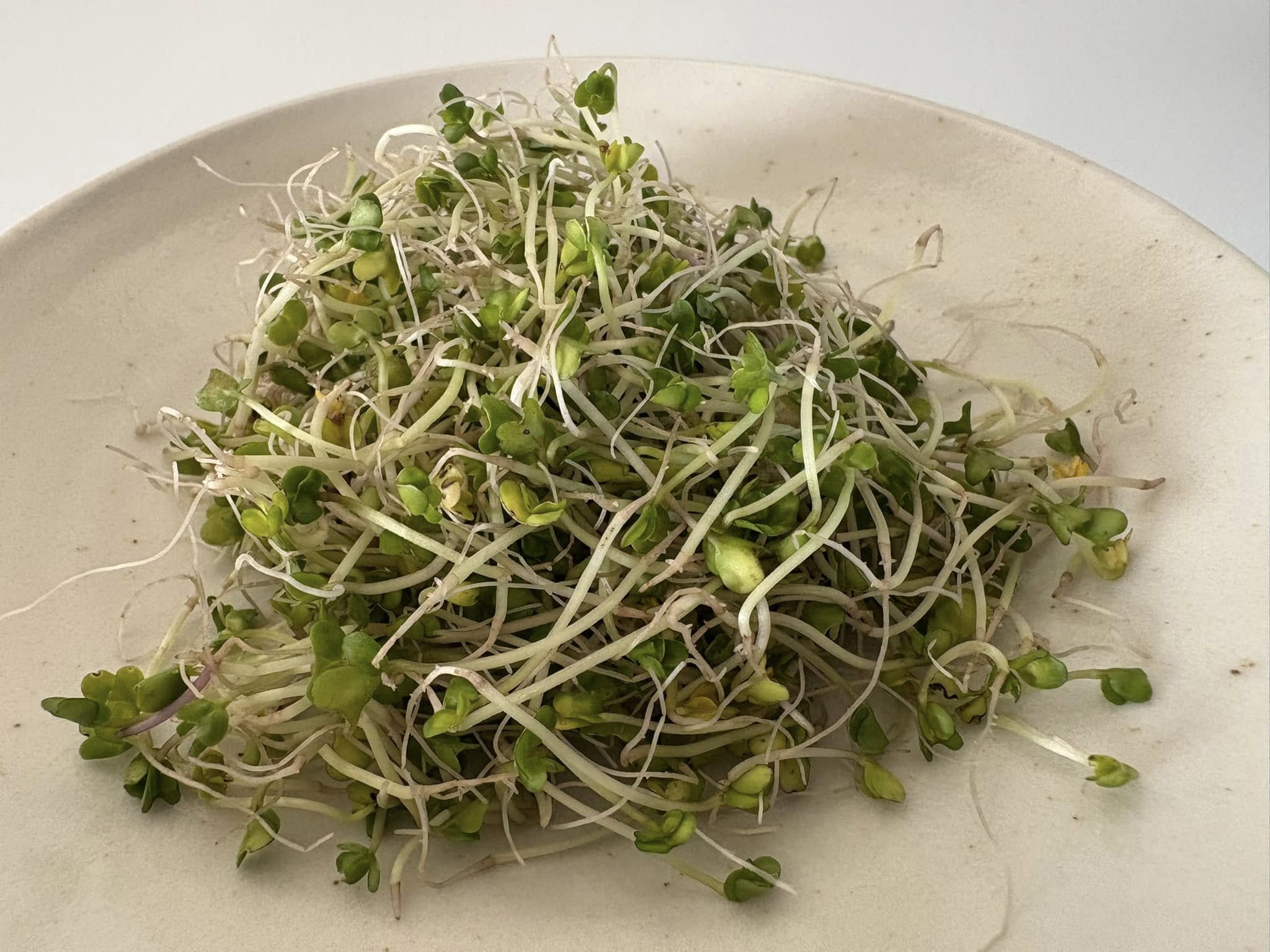 驚人發現！連續食用花椰菜芽苗一個月，肝指數、膽固醇、血糖全面下降