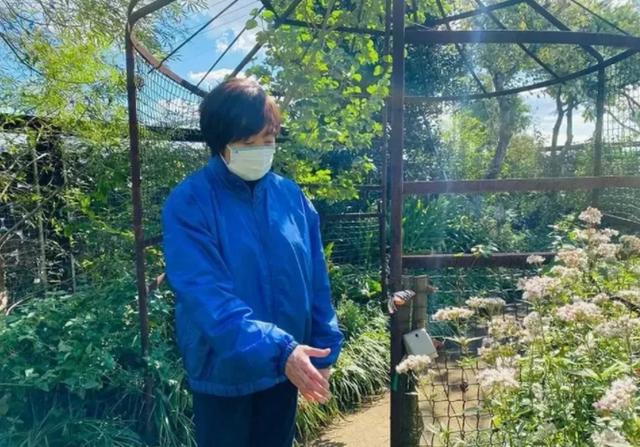 淚別亡夫！安倍晉三遺孀「卸下前首相夫人光環」每周田地耕作　自帶飯糰「樂當樸素農村婦」