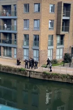 被指控襲擊路人「遭7警舉槍包圍」！2比特犬「上秒還在搖尾、下秒遭擊斃」居民目睹崩潰：為何開槍...