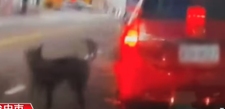 台中目睹「路中央開門棄狗」！一路追車「心碎畫面曝光」動保局出手了