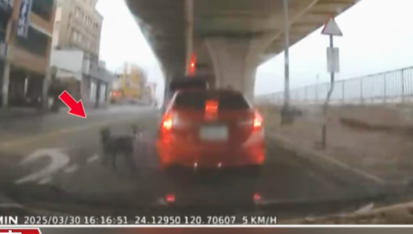 台中目睹「路中央開門棄狗」！一路追車「心碎畫面曝光」動保局出手了