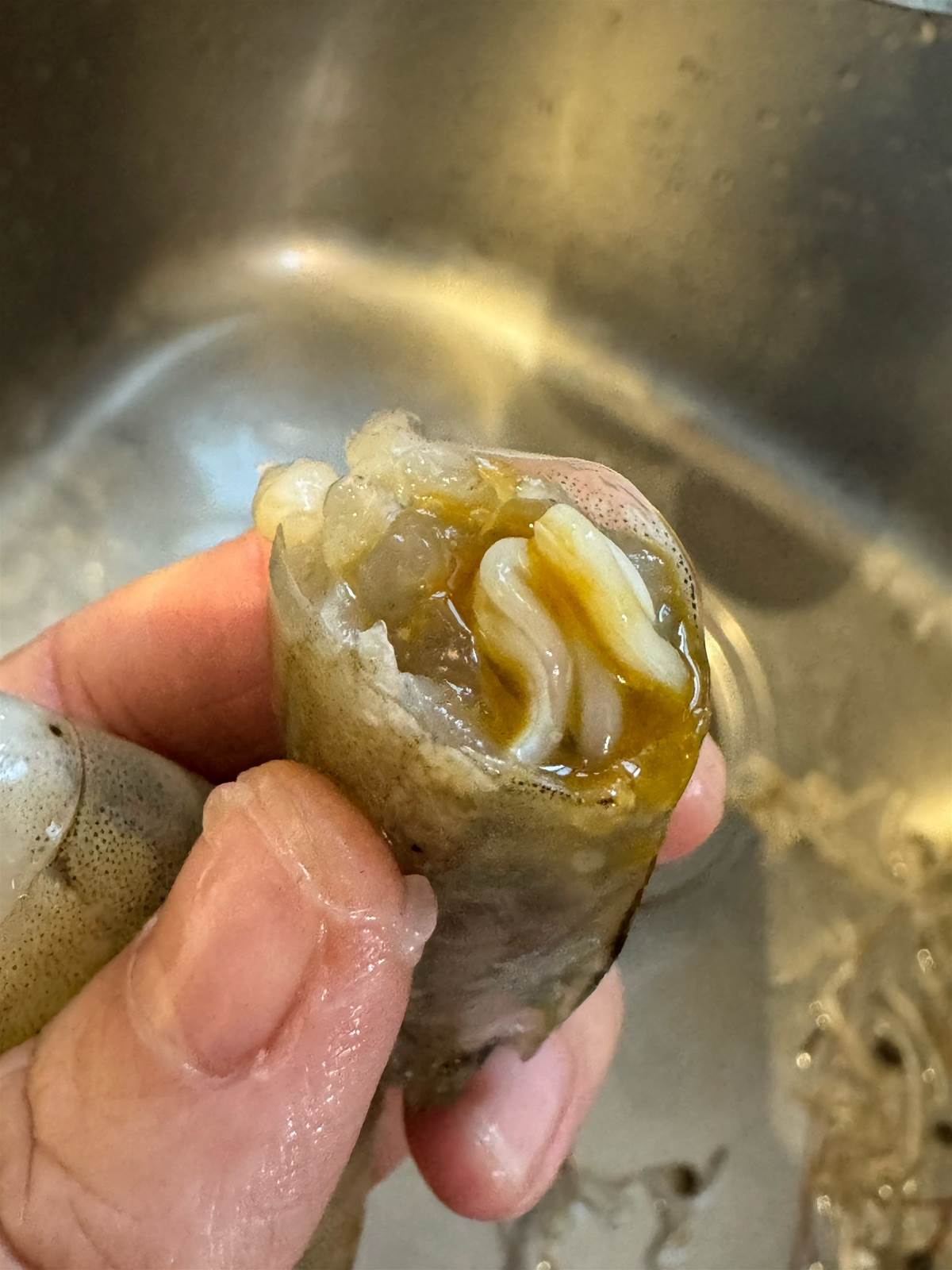 驚！蝦子體內驚現「白蛆」？專家揭密真相：其實是...
