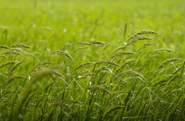 媽祖誕辰逢穀雨！拜拜必備「單數水果」與「7大禁忌」全攻略