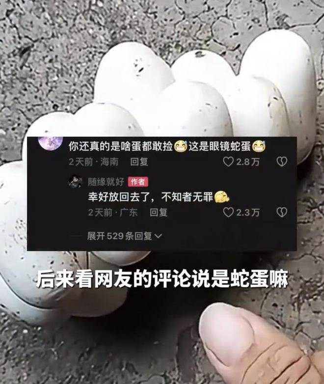 驚悚！男子山上驚見「神秘黏連白蛋」PO網求助 網友急喊：快放回，眼鏡王蛇母在找你！