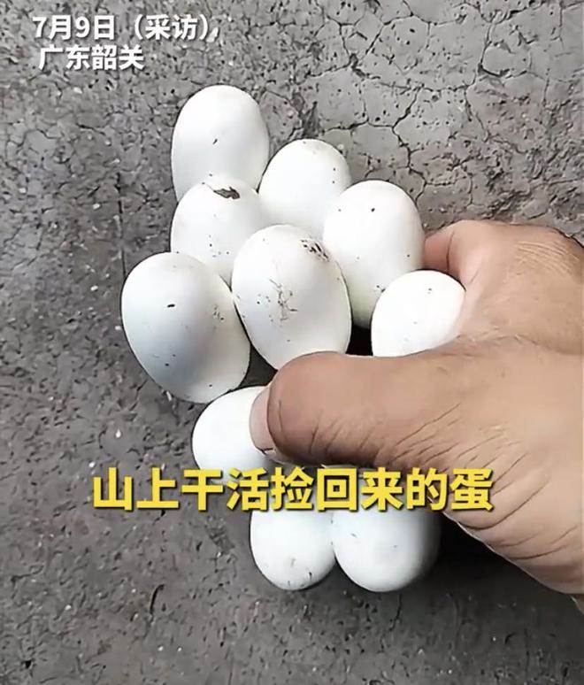 驚悚！男子山上驚見「神秘黏連白蛋」PO網求助 網友急喊：快放回，眼鏡王蛇母在找你！