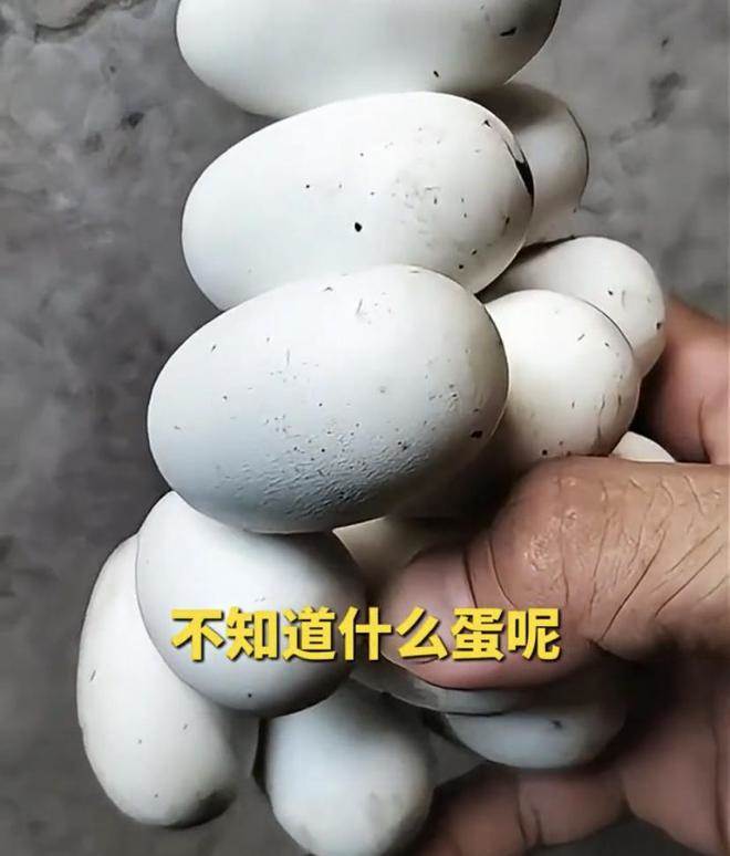 驚悚！男子山上驚見「神秘黏連白蛋」PO網求助 網友急喊：快放回，眼鏡王蛇母在找你！