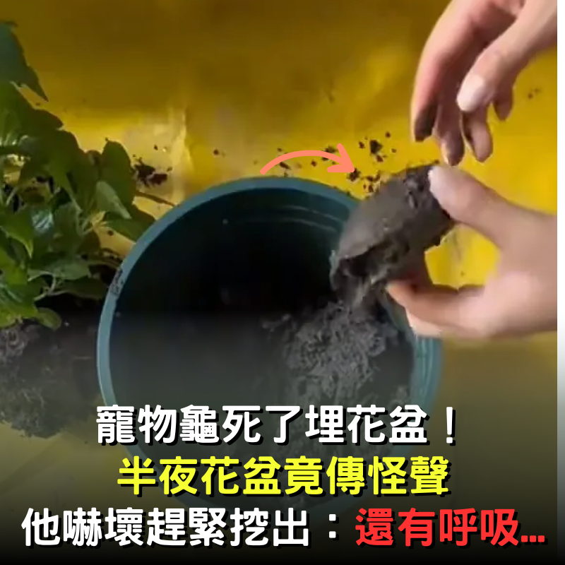 驚喜！烏龜「假死」埋盆栽 數日後竟傳出怪聲「挖出驚見生命奇蹟」