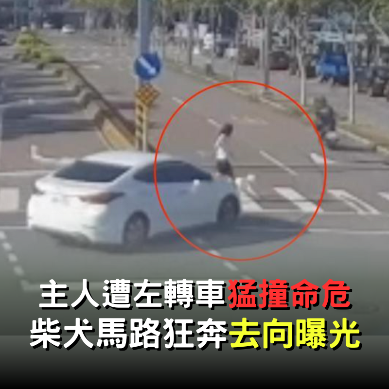 出門散步遭莽婦開車撞！飼主當場命危「柴犬路上狂奔不見蹤影」　最終去向曝光