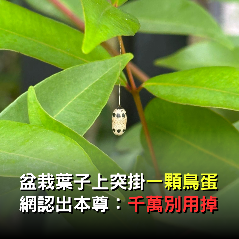 盆栽葉子上「突然掛一顆鳥蛋」！網急喊「千萬別弄掉」：可遇不可求