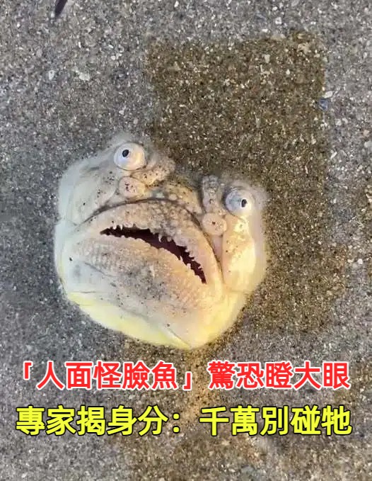 沙灘上有一張「人面怪臉魚」！驚恐瞪大眼「一靠近秒縮回沙灘」專家驚：千萬別碰牠