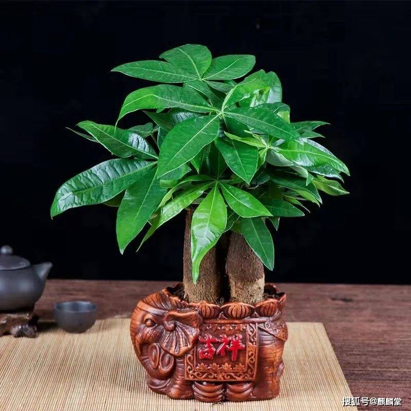 家裡植物要擺對「宅運才會大旺」！風水師公開：客廳、廚房、臥室「財位在這裡」